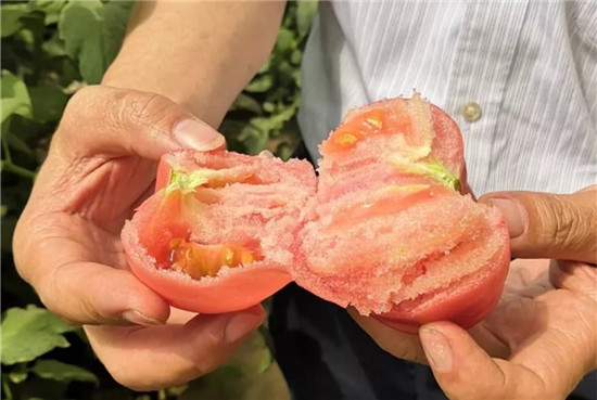 它是“世界上最好吃的西紅柿”？網友：名副其實！