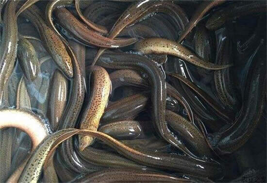 【黃鱔】身段妖嬈的河鮮、千回百轉的美味