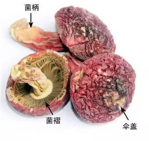 它是菇中之王，3000一斤都不算貴！