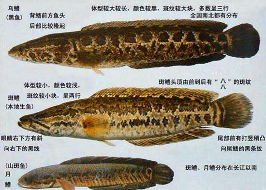 【烏鱧】烏鱧，兇悍卻肉質甜美——烏鱧