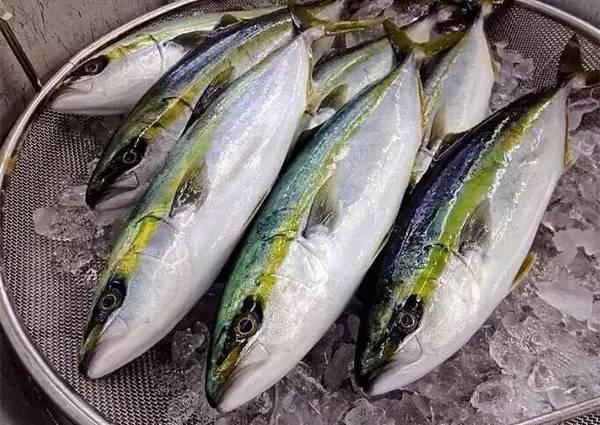 鰤魚，沖擊靈魂的頂級食材