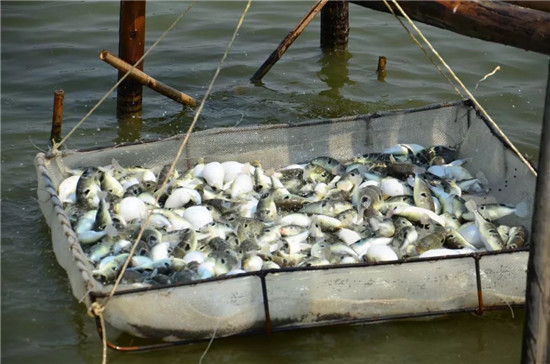 為何明知這種魚有毒，還有那么多人去嘗鮮？