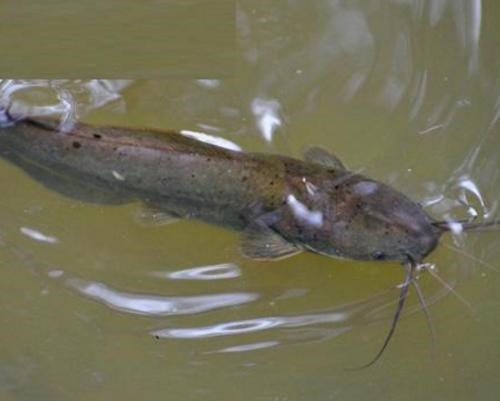 污水養(yǎng)、喂糞便……這種魚真的是垃圾魚嗎？真相來了