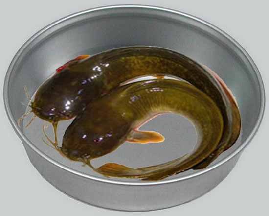 【塘鲺】這種魚原來是有名的滋補品——塘鲺魚