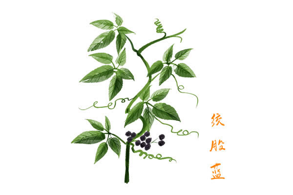 絞股藍茶的功效與作用