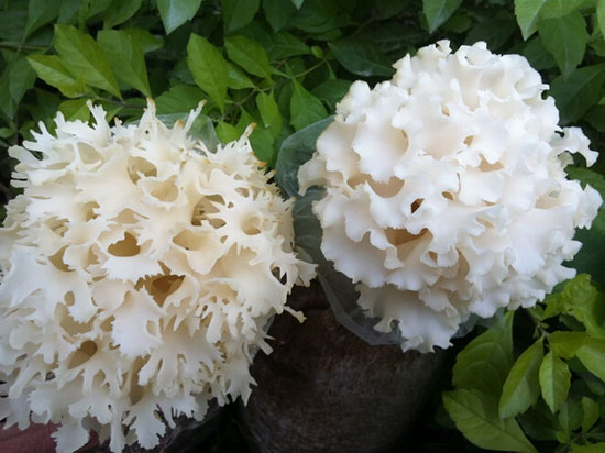 【繡球菌】愛陽光的萬菇之王——繡球菌
