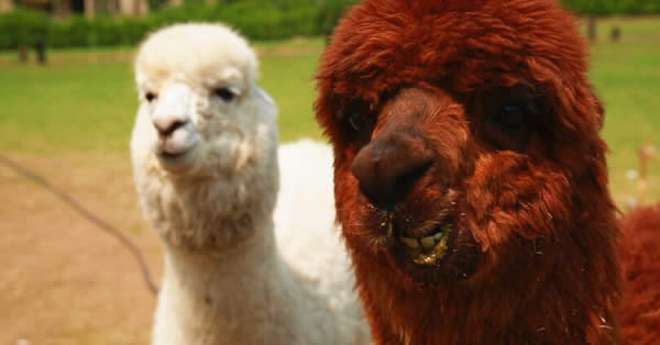 【草泥馬】什么？神獸草泥馬被餐飲人搬上餐桌了