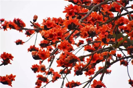 木棉花也能入饌？長知識了！