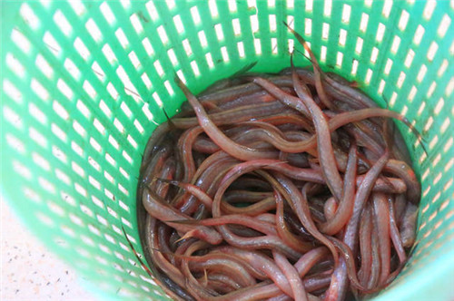 它被譽為“江山美人魚”，你見過嗎？