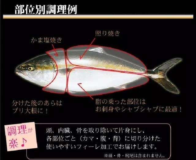 鰤魚，沖擊靈魂的頂級食材