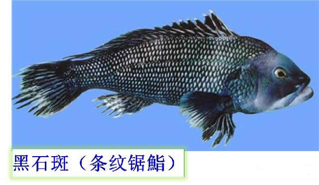 【石斑魚】可能是史上最權威的石斑魚介紹，如何區分珍珠龍膽、龍