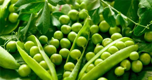 【豌豆】不能錯過的營養美食——豌豆
