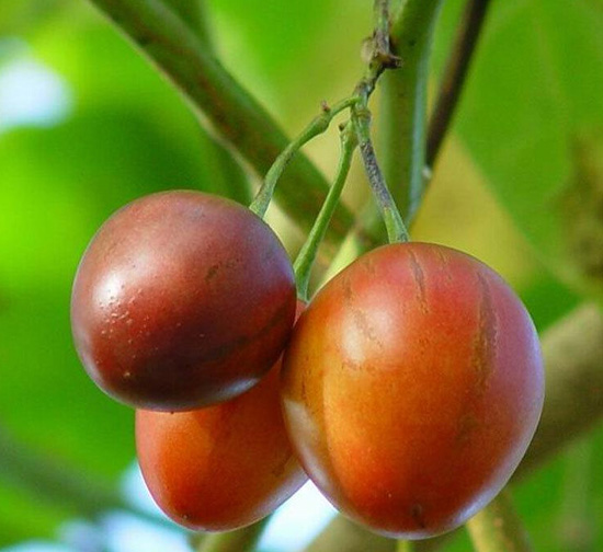 樹番茄