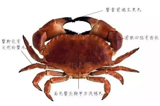 這種肉蟹，蟹黃竟然比蟹足足多10倍！