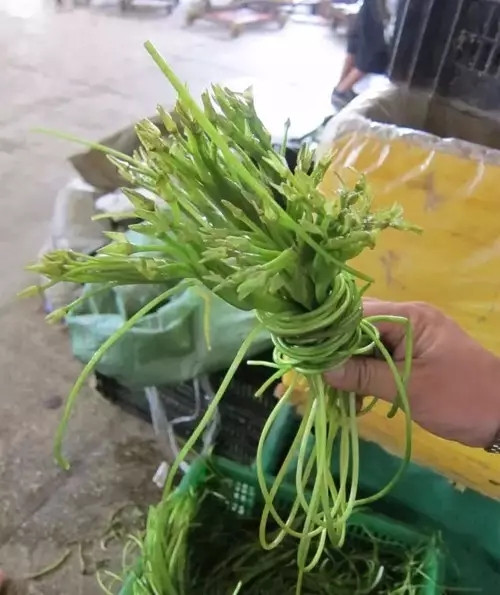 【滇菜】清炒海菜