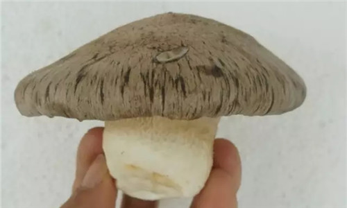 這種菌長得神似靈芝，還被譽為“天山神菇”！