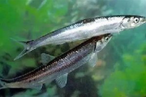 12種中國最珍貴的頂級食用魚