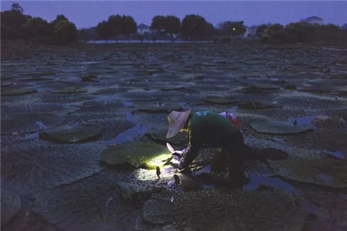 【芡實】水中飄石榴