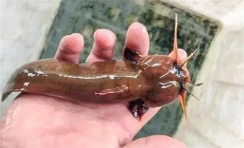 九種正在消失的河鮮，如今有錢也吃不到正宗貨！