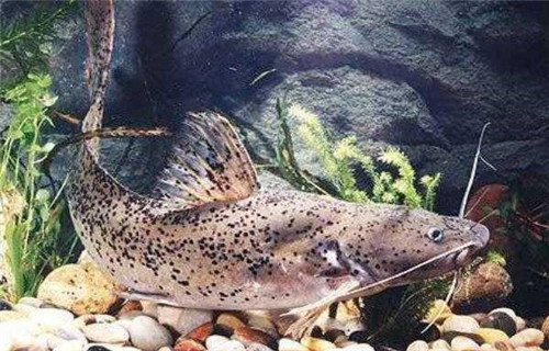 兩廣發(fā)現(xiàn)怪異鯰魚(yú)，疑似入侵物種，專家：釣到一條就能發(fā)財(cái)