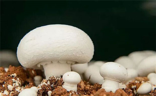 這種長在羊糞旁的菌，沒想到味道竟然異常鮮美！