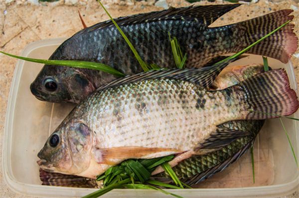 【羅非魚】蛋白質的主要來源之一——羅非魚