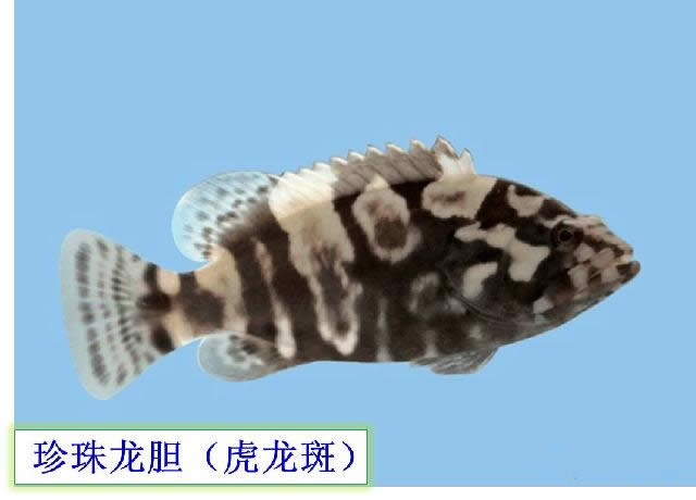 【石斑魚】可能是史上最權威的石斑魚介紹，如何區分珍珠龍膽、龍