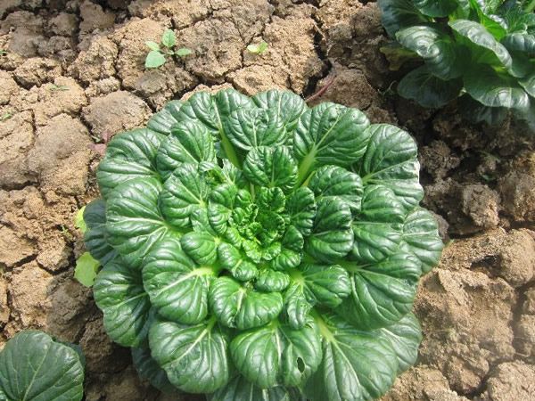 【烏塌菜】被譽(yù)為“維他命”的蔬菜——烏塌菜