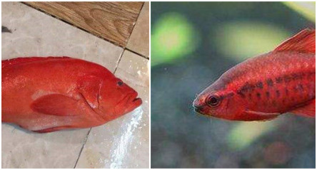 紅玫瑰很常見，可紅玫瑰魚你有見過嗎？