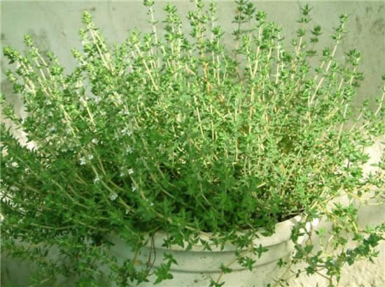 這些常用香料，廚師可以在家自己種！