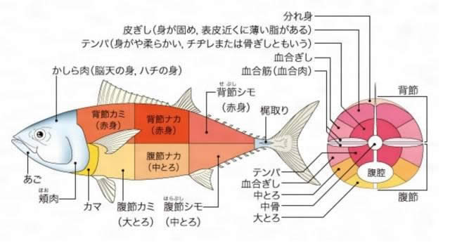 【金槍魚】金槍魚哪個部位最值錢？