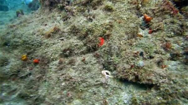 【章魚】廚師們，其實你們并不了解章魚.jpg