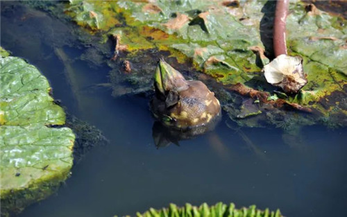 【芡實】水中飄石榴