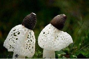 夏天吃它賽人參，連肉都不如它！