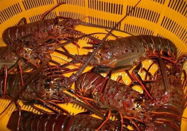【龍蝦】史上最全的龍蝦種類大全，看誰還敢忽悠你！.jpg