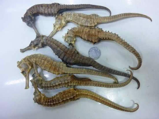 【海龍】龍的后裔？——海龍