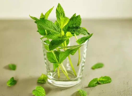【薄荷】夏日一抹清新的翠綠——薄荷.jpg
