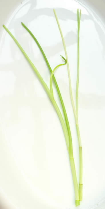 【春季食材】 草長鶯飛，吃春正當時