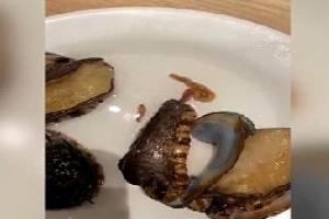 顧客餐盤里的鮑魚爬出兩條蟲，廚師：這是能吃的！隨即，網友們反應很激烈！