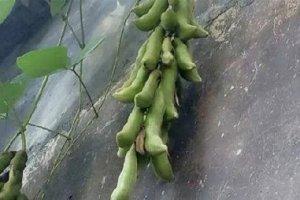 這種豆子，男人最喜歡吃了，你懂的……