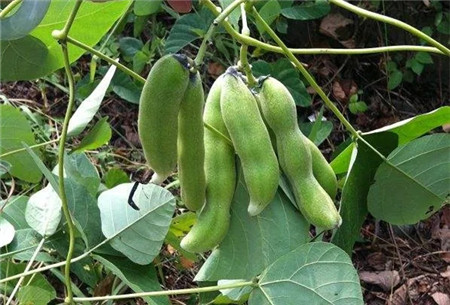 這種豆子，男人最喜歡吃了，你懂的……