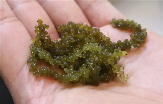 【涼菜】香芒鵝肝海葡萄