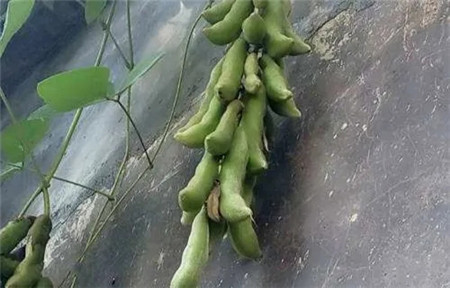 這種豆子，男人最喜歡吃了，你懂的……
