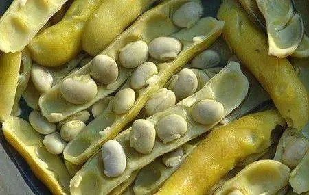 這種豆子，男人最喜歡吃了，你懂的……