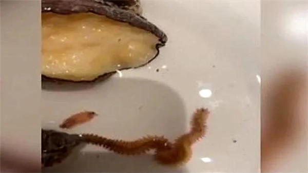 顧客餐盤里的鮑魚爬出兩條蟲，廚師：這是能吃的！隨即，網(wǎng)友們反應(yīng)很激烈！