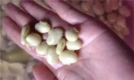 這種豆子，男人最喜歡吃了，你懂的……