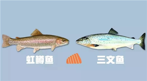 國家為三文魚正名！那家說自己其實(shí)在賣虹鱒魚的日料店，尷尬不？