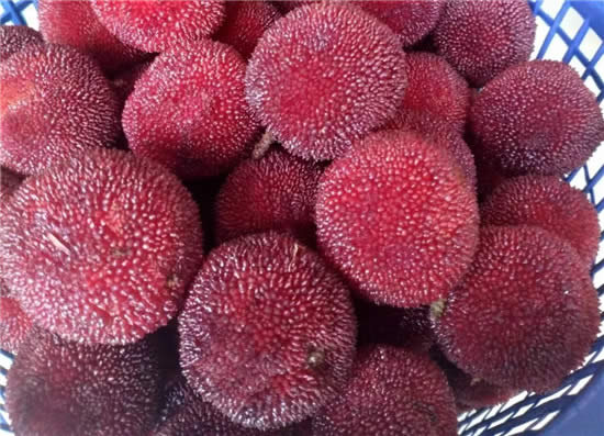 六月吃什么？楊梅最應季！酸甜可口，用來泡酒、做菜都適宜！