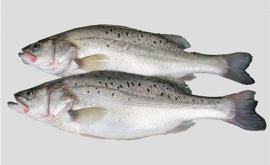 六月吃什么？時令海鱸魚最鮮！一文教你如何分辨海鱸魚與淡水鱸魚！