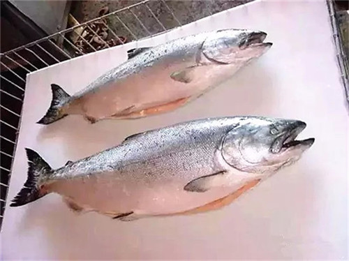 國家為三文魚正名！那家說自己其實(shí)在賣虹鱒魚的日料店，尷尬不？
